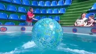 Sea animals have fun with the audience  3D VR 180 4K