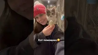 Кот-птицевод?☺️ 