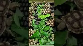 Sulcata babies budol fight #petreptiles #turtle #food