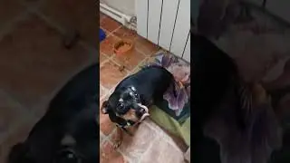 ТОЙЧИК ДАНА ЖАДИНА#Shorts