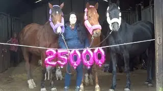 Foto met 3 paarden? 25000 volgers?😍 |  Daniëlla van der Werf
