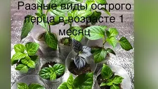 Выращивание сверхострых перцев  и других видов. 1 мес .Классификация