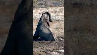 Elephant Mud Bath  #wildanimals  #elephant