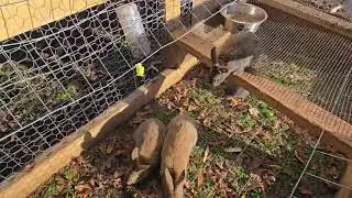 Bunny kit transfer.  Circle of life.  Happy farm animals.  Baby bunnies 11/23/24