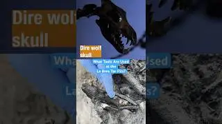 What Tools Are Used at the La Brea Tar Pits? | #DeepLook #Shorts