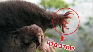 10 Самых Необычных Существ, Когда-Либо Живших На Земле