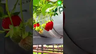🍓Qish faslida qulupnaydan yaxshi foyda olishga nima deysiz?🤔 #farming #garden #smartphone #news