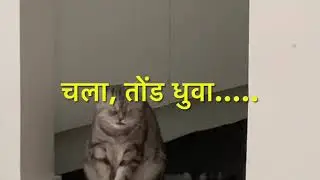 Life in Finland Marathi vlog | funny cat video | Zumbo the cat |