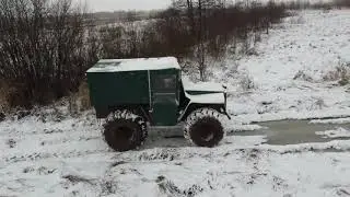 Что за лев этот тигр