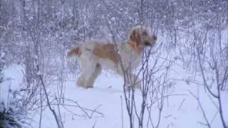 Odessa In The Snow