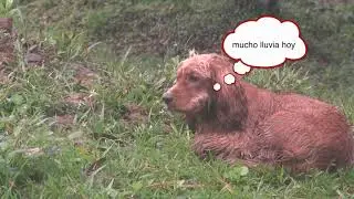 Solo un Perro