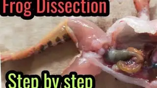 Disection of frog, step by step,  biology practical, Shehroz Grammar High School