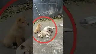 Tiny Hero Dog’s Heartwarming Act Will SHOCK You! 🐶❤️ 