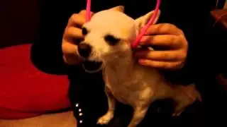 Pinky, chihuahua listening to music and singing !