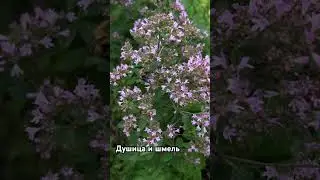 Красивый шмель 