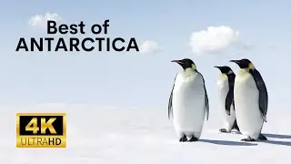 Best of Antarctica - The World's Largest Desert (2024)