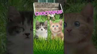 Choctopus  #kittens