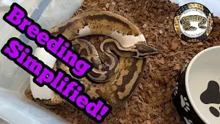 Ball Python Breeding Simplified (Step-by-Step Beginner Guide)