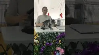 Текила котёнок мейнкун на выставке в первый раз) 4 месячная девочка отлично себя показывает😻