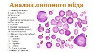 Пыльцевой анализ липового мёда