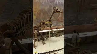 Динозавры из музея