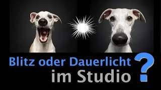 Blitz oder Dauerlicht im Hunde Foto Studio?