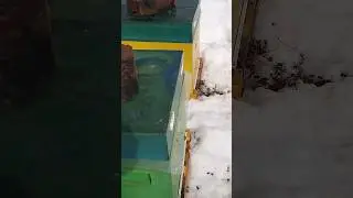 первый облёт пчёл в 2024 году 