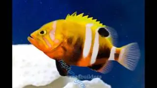 Most expensive fishes in the world