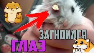 ХОМЯК ЗАБОЛЕЛ / ЗАГНОИЛСЯ ГЛАЗ У ХОМЯКА / Что делать, если ЗАГНОИЛСЯ глаз у ХОМЯЧКА?