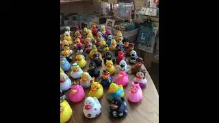 Утиный хор - утки Funny Duck
