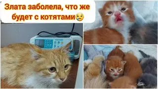 Злата заболела, что же будет с котятами?😢