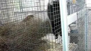 Енот прохаживается по клетке