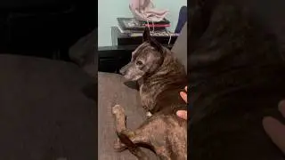 Old girl comes first in my office #love #family #beautiful #dog #animals #shorts #subscribe