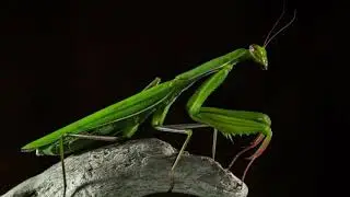 Kobra Project - Praying Mantis