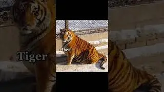 🌝 Animals if they were fat💕🌝 Part 2