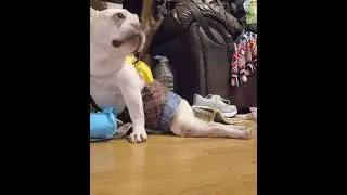 Diaper Changing a Paralyzed IVDD Frenchie