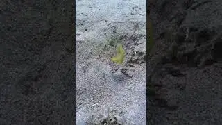 🧐  ikan ini sangat gesit saat bersembunyi #shorts #fish #ocean