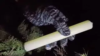 ВЫЖИВАНИЕ в ЛЕСУ 2-ЧАСТЬ | МЕДВЕДИ🐻 РЯДОМ |