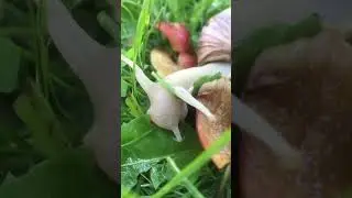 Равлики-сміхотуни🤭