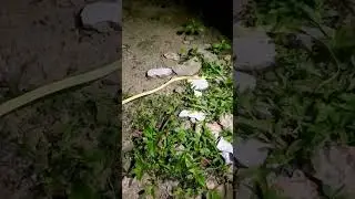 Snake 🐍