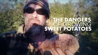 The dangers of growing SWEET POTATOES in your garden.