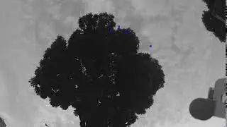 Bird tracking using blob detection