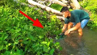 SIBU IKAN DISUNGAI DAPAT PENYU