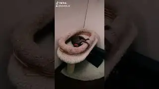 ❤️орики❤️