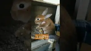 Держитесь подальше от соседей, которые разводят кроликов 