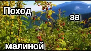 Поход за малиной #математика