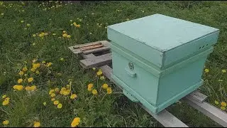 что то не так с пчелами , скучились на одуванчике и грызут его , желтые выделения на стеблях