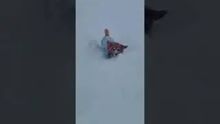 Chiweenie running through the snow