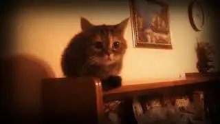 как изгнать демонов из кошек! Экзорцизм