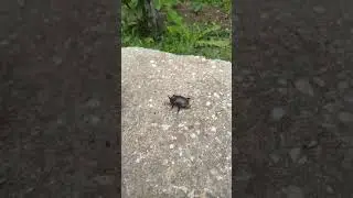 Жук носорог и чихуахуа